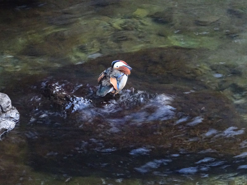 Aix galericulata - Anatidae